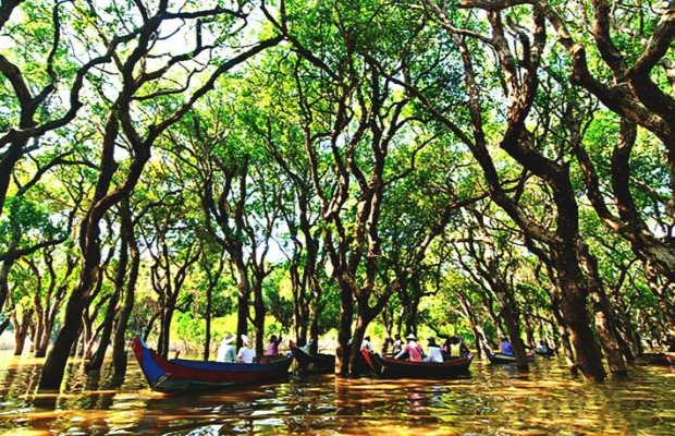 Kompong Phlouke Mangroves forest